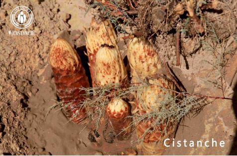 cistanche herb