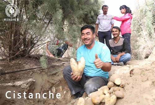cistanche planting base 
