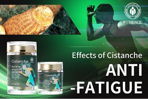 cistanche anti-fatigue