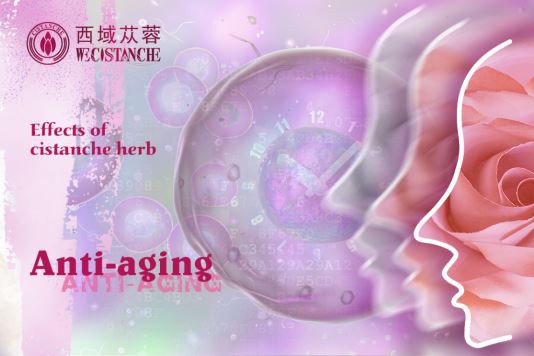 benefits of cistanche: anti-oxidation and anti-aging