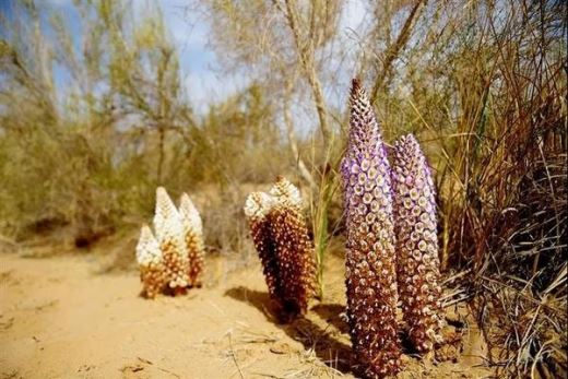 cistanche cistanche