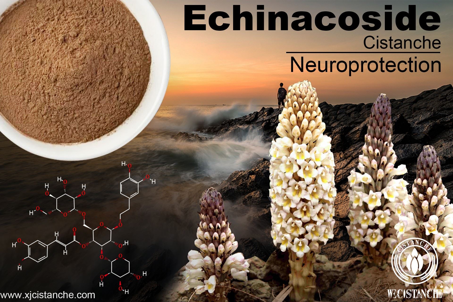 echinacoside echinacoside