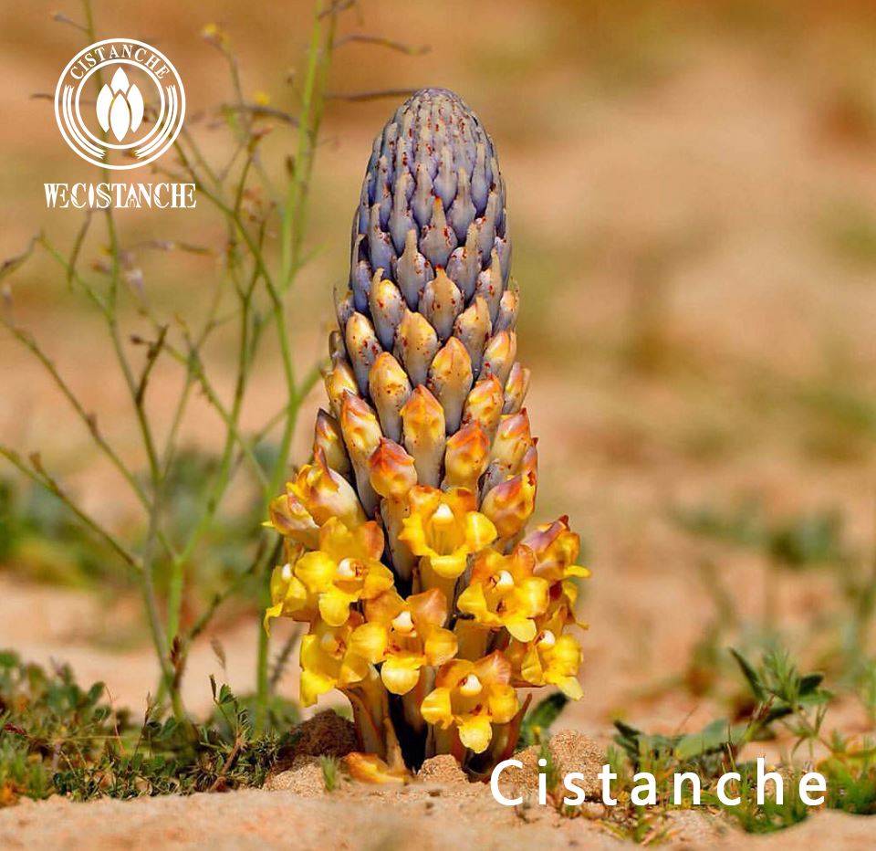 Cistanche desert