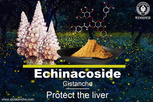 echinacoside