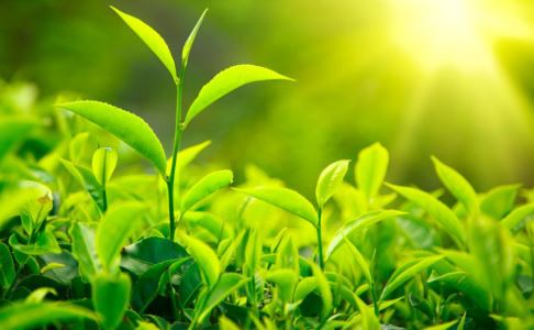 green tea