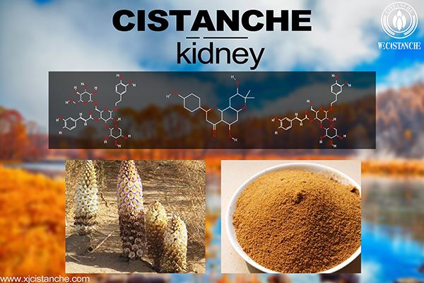 glomerular diseases glomerular diseases