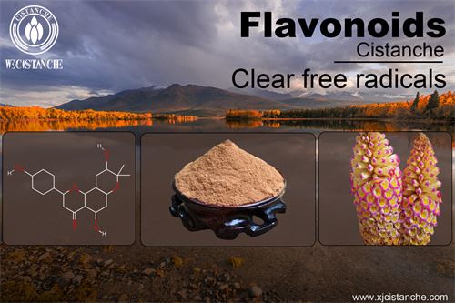 phenylethanoid glycosides in cistanche