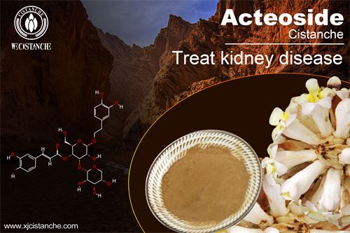phenylethanoid glycosides in cistanche to treat kidney disease
