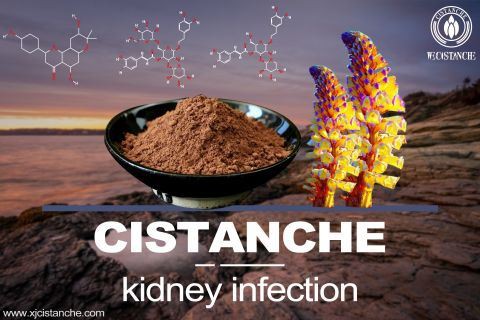 Cistanche-kidney infection-2（14）