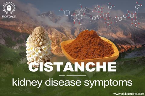 Cistanche-kidney disease symptoms-2(74)