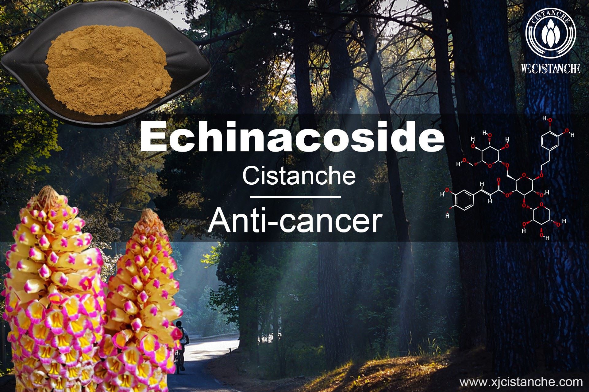 Echinacoside Anti-tumor
