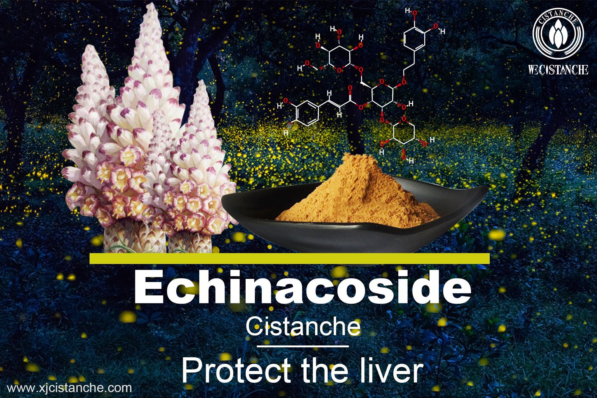 Echinacoside protects livers