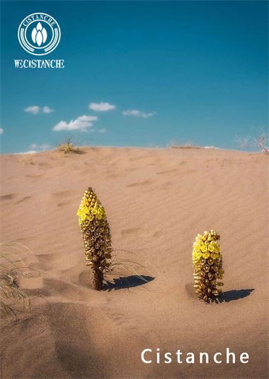 health herb: cistanche 