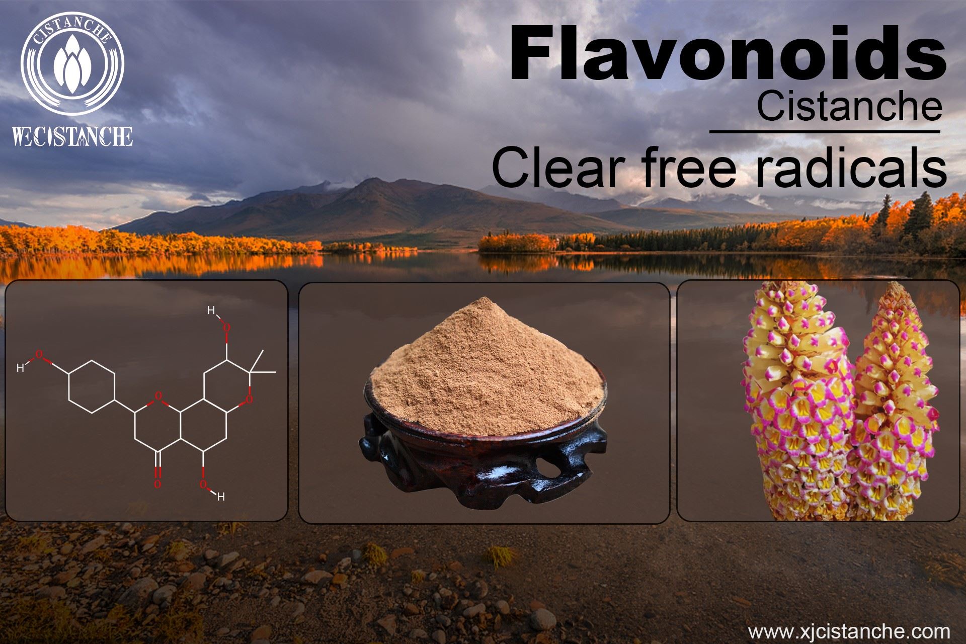 Flavonoids of Cistanche