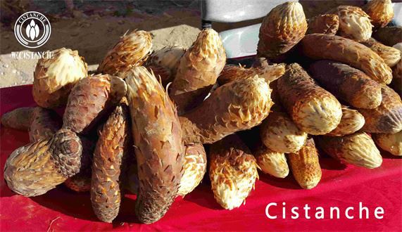 Cistanche tubulosa