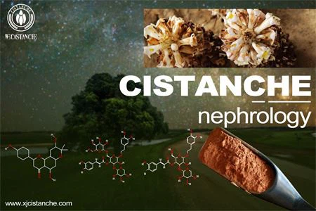 nephrologyrenal development nephrologyrenal development