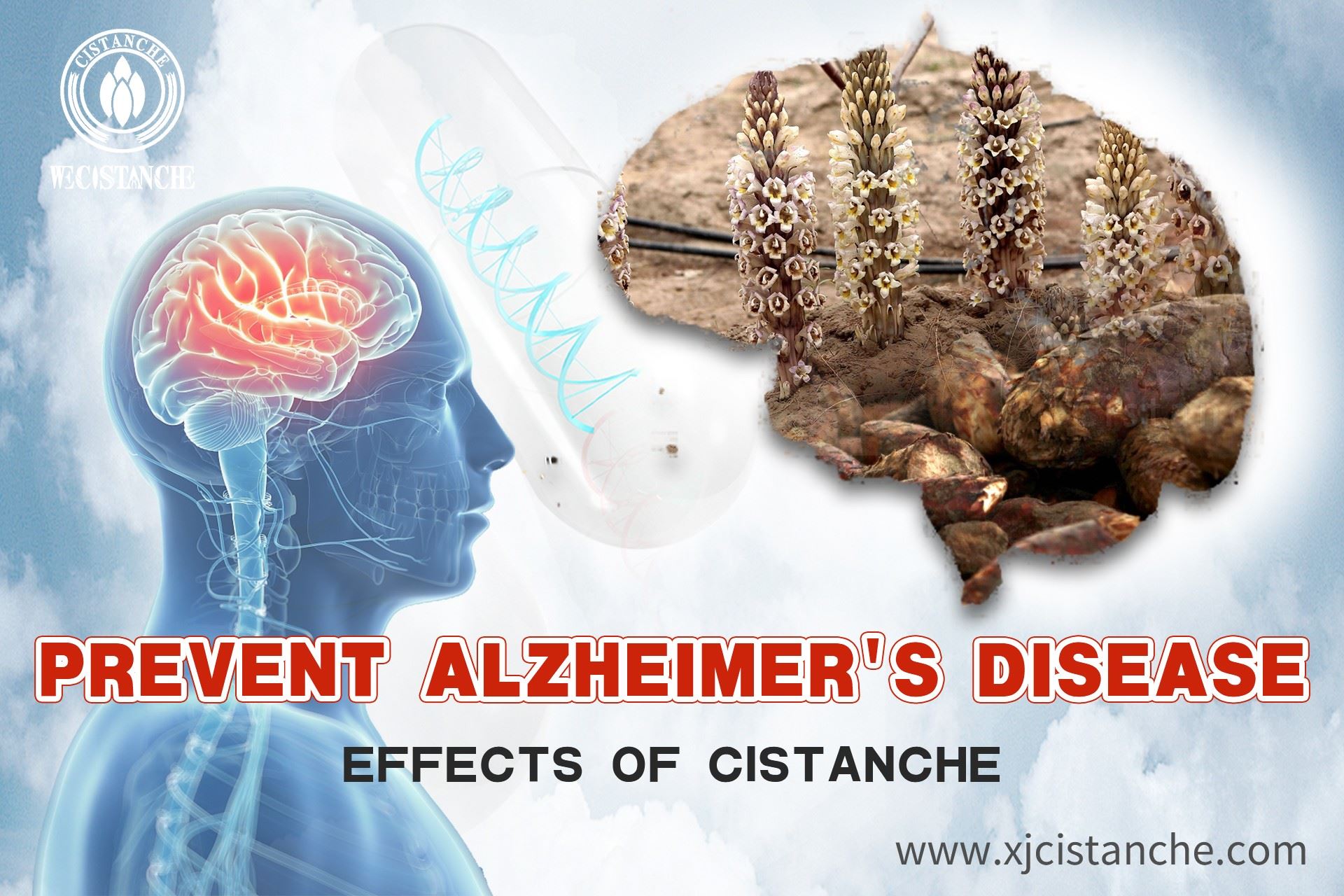 cistanche-neuroprotective