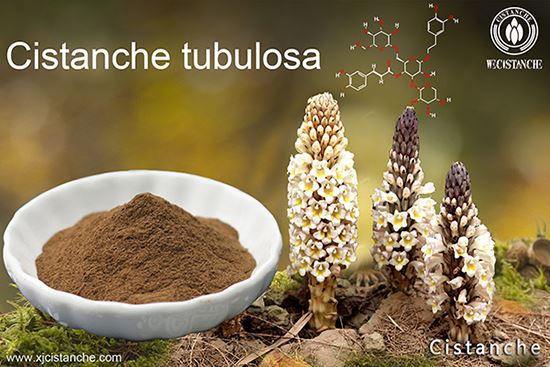 Cistanche herba is good for weight control