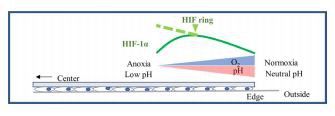 FIGURE 8 Possible mechanism of HIF ring formation. There is a  pH gradient as well as an oxygen gradient at the coverslip edge in the  hypoperfusion model, induced by coverslip placement.
