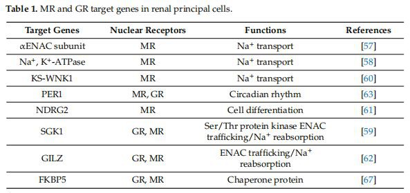 Table 1. MR and GR target genes in renal principal cells