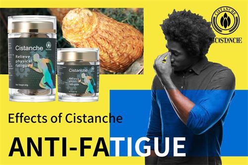 Cistanche has anti-fatigue effect.