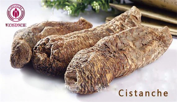 saline cistanche