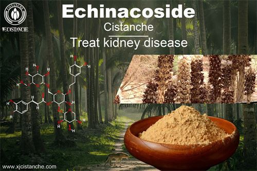 Cistanche deserticola have many effects, click here to know more