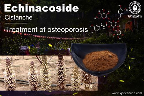 Cistanche deserticola have many effects, click here to know more