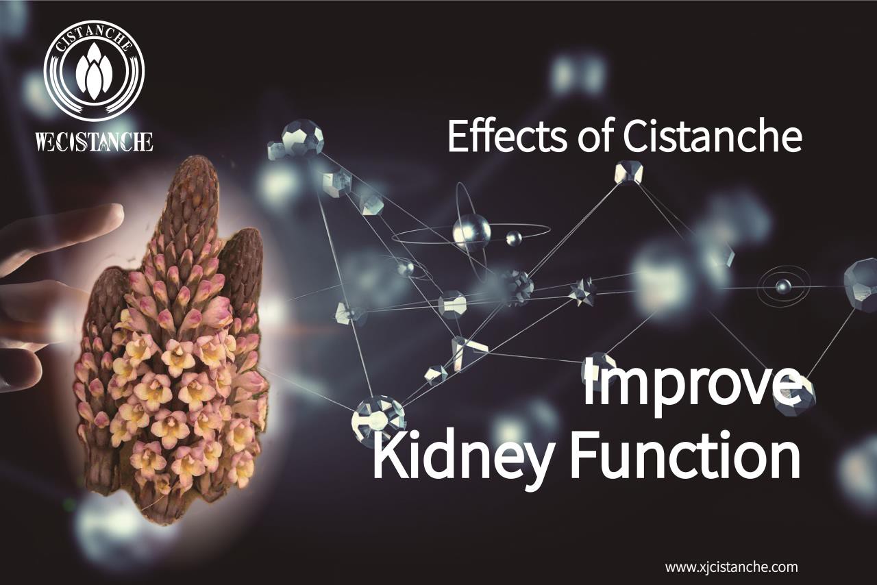 effects of cistanche:improve kidney function effects of cistanche:improve kidney function