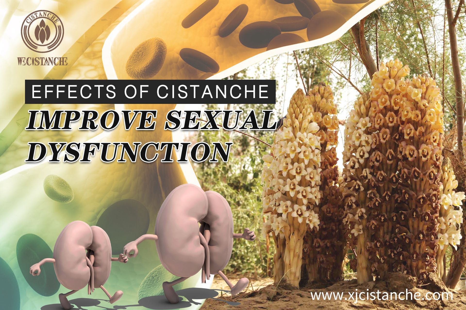 improve kidney funciton cistanche