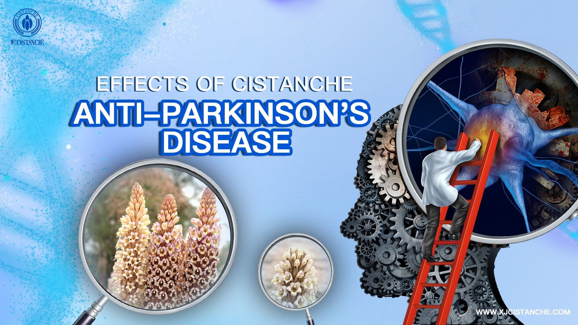 Cistanche benefit 