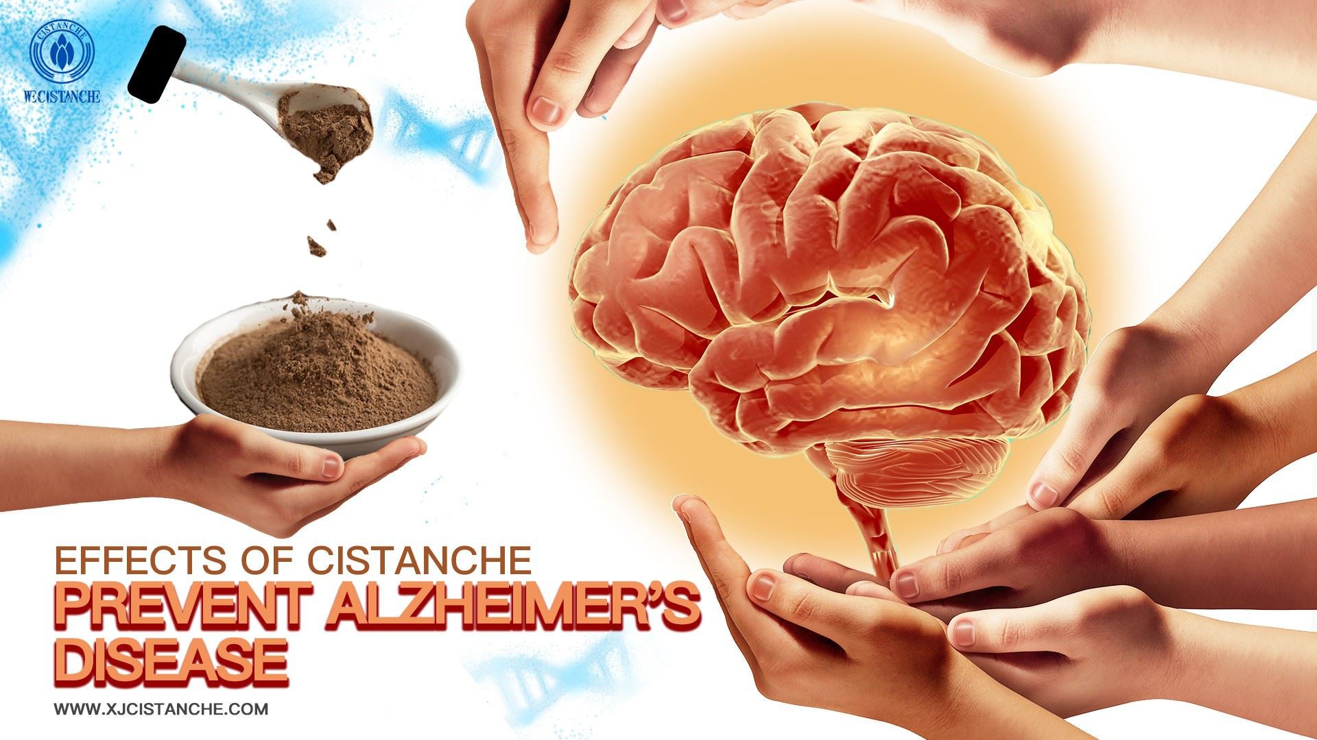Cistanche effects
