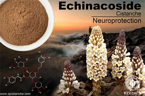 Cistanche has neuroprotective effects