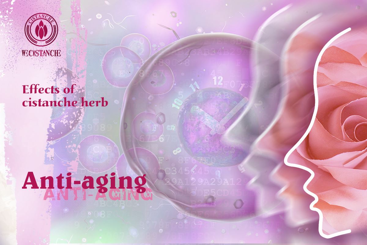 CISTANCHE BENEFIT: Anti-aging