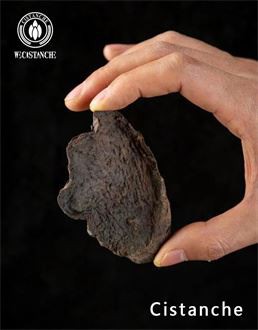 Cistanche