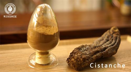 cistanche: The cistanche: The