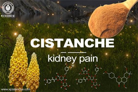 cistanche-kidney pain-2(26)