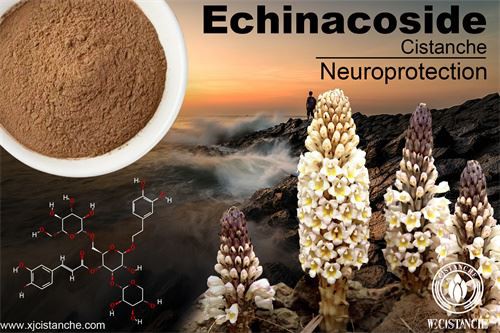 ehinacoside in cistanche can improve memory