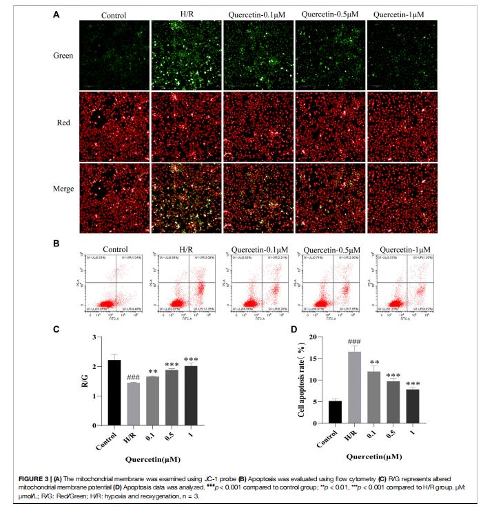 (A) The mitochondrial membrane was examined using JC-1 probe (B) Apoptosis was evaluated using flow cytometry (C) R/G represents altered mitochondrial membrane potential (D) Apoptosis data was analyzed. ###p < 0.001 compared to control group; **p < 0.01, ***p < 0.001 compared to H/R group. μM: μmol/L; R/G: Red/Green; H/R: hypoxia and reoxygenation, n  3