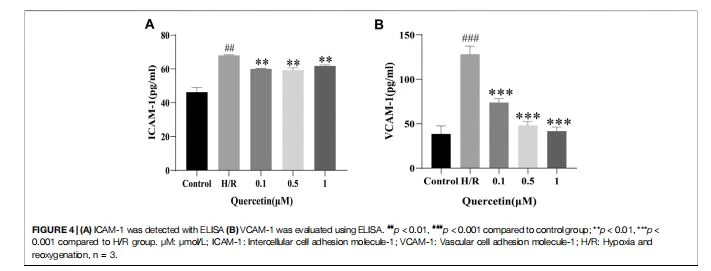 (A) ICAM-1 was detected with ELISA (B) VCAM-1 was evaluated using ELISA. ##p < 0.01, ###p < 0.001 compared to control group; **p < 0.01, ***p < 0.001 compared to H/R group. μM: μmol/L; ICAM-1: Intercellular cell adhesion molecule-1; VCAM-1: Vascular cell adhesion molecule-1; H/R: Hypoxia and reoxygenation, n  3.