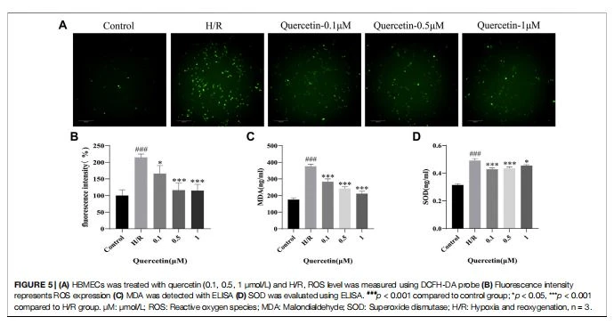 (A) HBMECs was treated with quercetin (0.1, 0.5, 1 μmol/L) and H/R, ROS level was measured using DCFH-DA probe (B) Fluorescence intensity represents ROS expression (C) MDA was detected with ELISA (D) SOD was evaluated using ELISA. ###p < 0.001 compared to control group; *p < 0.05, ***p < 0.001 compared to H/R group. μM: μmol/L; ROS: Reactive oxygen species; MDA: Malondialdehyde; SOD: Superoxide dismutase; H/R: Hypoxia and reoxygenation, n  3.