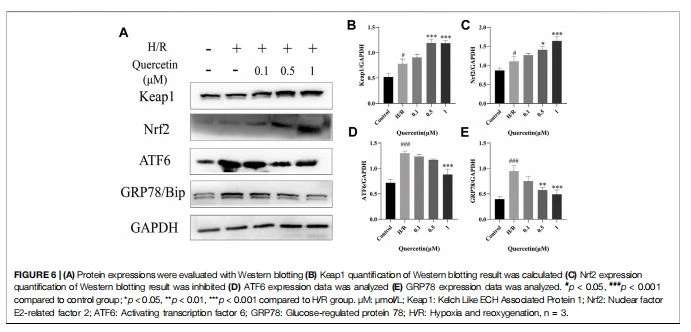  (A) Protein expressions were evaluated with Western blotting (B) Keap1 quantification of Western blotting result was calculated (C) Nrf2 expression quantification of Western blotting result was inhibited (D) ATF6 expression data was analyzed (E) GRP78 expression data was analyzed. #p < 0.05, ###p < 0.001 compared to control group; *p < 0.05, **p < 0.01, ***p < 0.001 compared to H/R group. μM: μmol/L; Keap1: Kelch Like ECH Associated Protein 1; Nrf2: Nuclear factor E2-related factor 2; ATF6: Activating transcription factor 6; GRP78: Glucose-regulated protein 78; H/R: Hypoxia and reoxygenation, n  3.