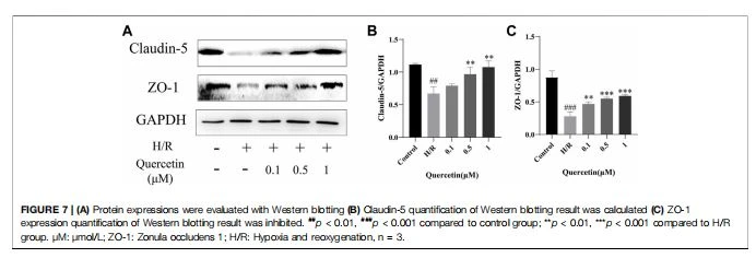  (A) Protein expressions were evaluated with Western blotting (B) Claudin-5 quantification of Western blotting result was calculated (C) ZO-1 expression quantification of Western blotting result was inhibited. ##p < 0.01, ###p < 0.001 compared to control group; **p < 0.01, ***p < 0.001 compared to H/R group. μM: μmol/L; ZO-1: Zonula occludens 1; H/R: Hypoxia and reoxygenation, n  3