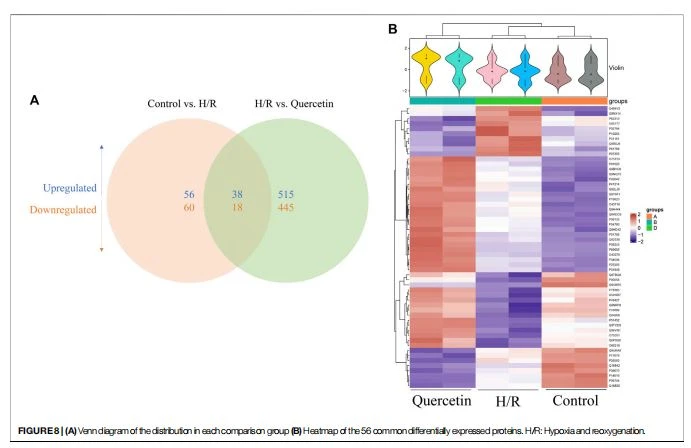 (A) Venn diagram of the distribution in each comparison group (B)Heatmap of the 56 common differentially expressed proteins. H/R: Hypoxia and reoxygenation.