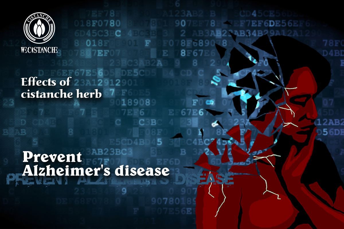 effects of cistanche: Prevent Alzheimer's disease