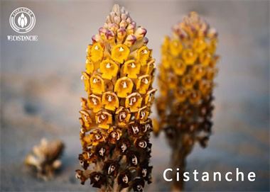 health benefits of desert cistanche