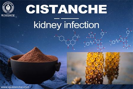 Cistanche-kidney infection-4(16) Cistanche-kidney infection-4(16)