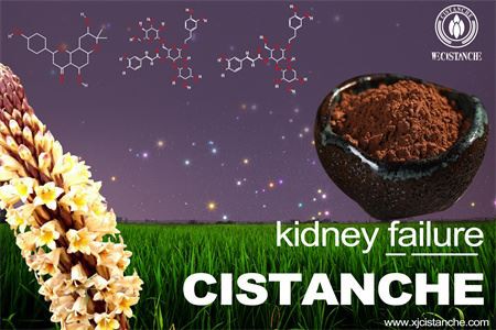 cistanche-kidney failure-4(46) cistanche-kidney failure-4(46)
