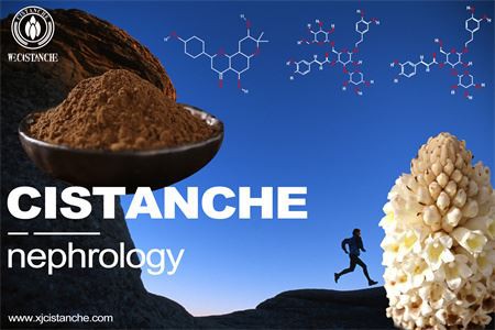 cistanche-nephrology-4(40) cistanche-nephrology-4(40)