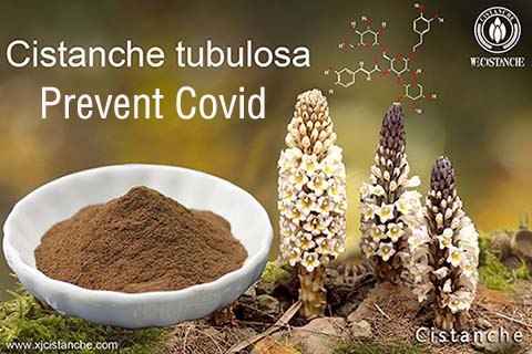 BEST HERB FOR ANTI-COVID